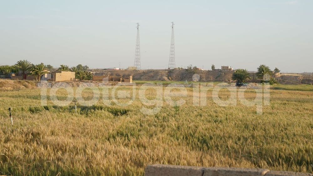 محاصيل الحنطة , زراعة الحنطة
