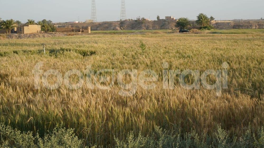 حصاد الحنطة , راوة