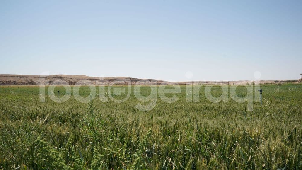 محاصيل الحنطة , حصاد الحنطة , راوة