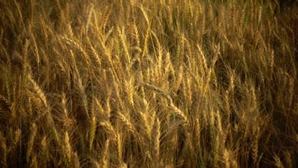 محصول الحنطة , سنابل