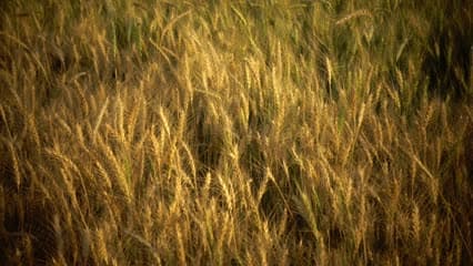 محاصيل الحنطة , راوه . سنابل