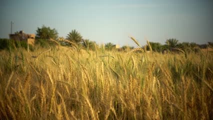 مزارع الحنطه , راوه