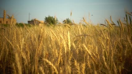 محصول الحنطة