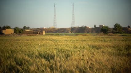 مزارع الحنطة