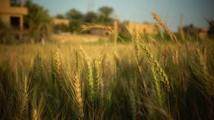 راوة , محصول الحنطة