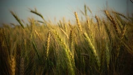 بذور حنطة , راوه