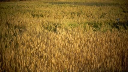 راوة , مزارع الحنطة