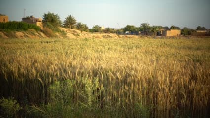 محاصيل الحنطة , راوة , الانبار