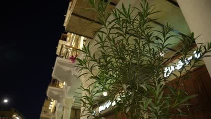 شارع الرشيد بعد التأهيل , تشجير