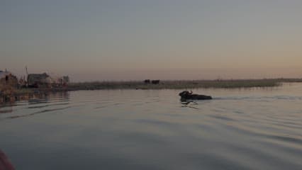 اهوار الجبايش , الجاموس 