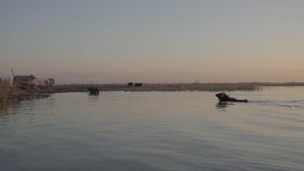 اهوار الجبايش , جاموس في الماء