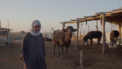 اهوار الجبايش , تربية الجاموس , حياة الأهوار