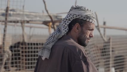 حياة يومية , مربي حيوانات , الاهوار