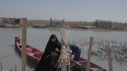 اهوار الجبايش , القصب , حياة الأهوار