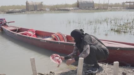 سمك, سمك مسكوف , اهوار الجبايش