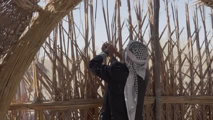 اهوار الجبايش , القصب , تقطيع القصب