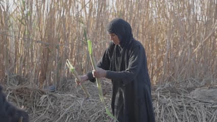 An Iraqi woman, the marshes of Al-Chibayish Marshes, reeds