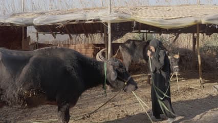 Feeding buffalo, the marshes of Al-Chibayish Marshes