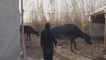 The marshes of Al-Chibayish Marshes, buffalo breeding