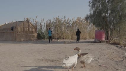 The marshes of Al-Chibayish Marshes, daily life, the marshes.