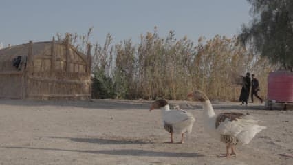 Rural life, the marshes of Al-Chibayish Marshes