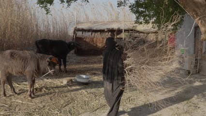 Buffalo farming, the marshes of Al-Chibayish Marshes