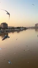 طيور النورس , نهر دجلة , جسر الشهداء