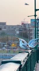 طائر النورس , جسر الشهداء