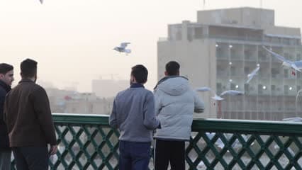 طيور النورس , زوار