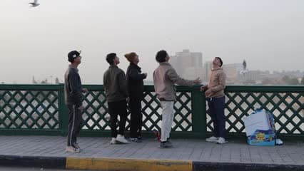 زوار جسر الشهداء , طيور النورس