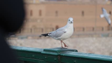 طير النورس في شوارع بغداد