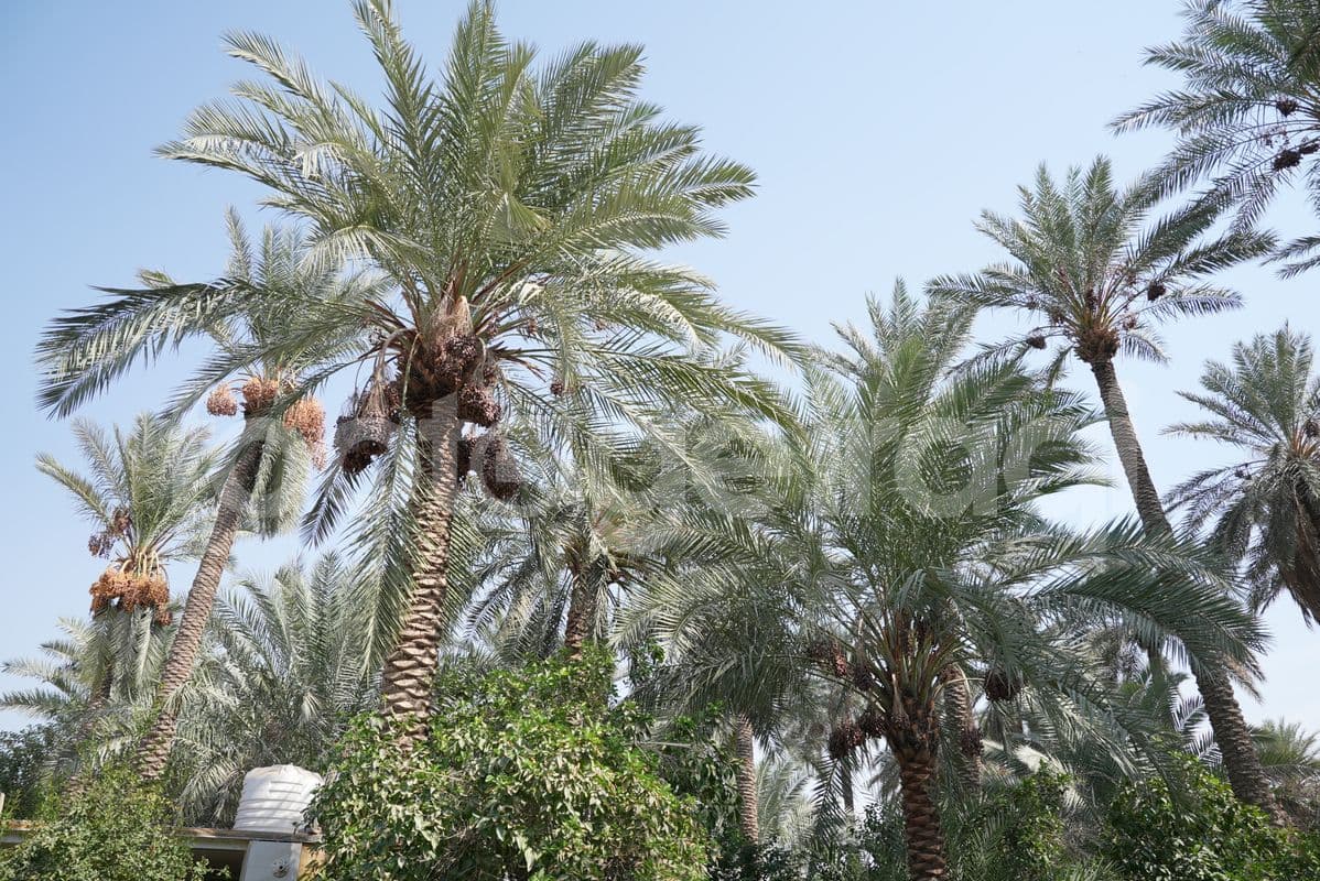 اشجار النخيل , بغداد