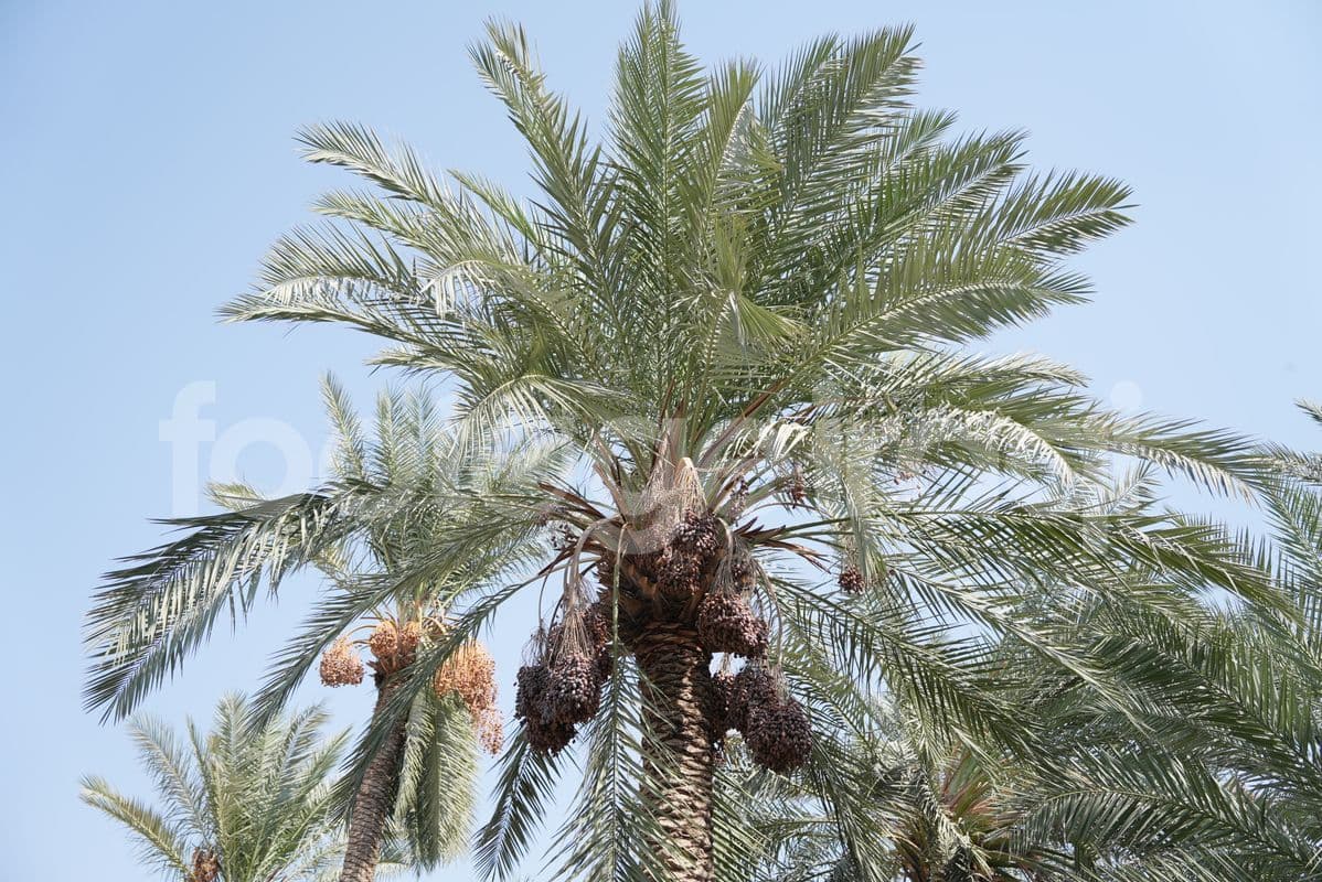 اشجار نخيل , تمر عراقي