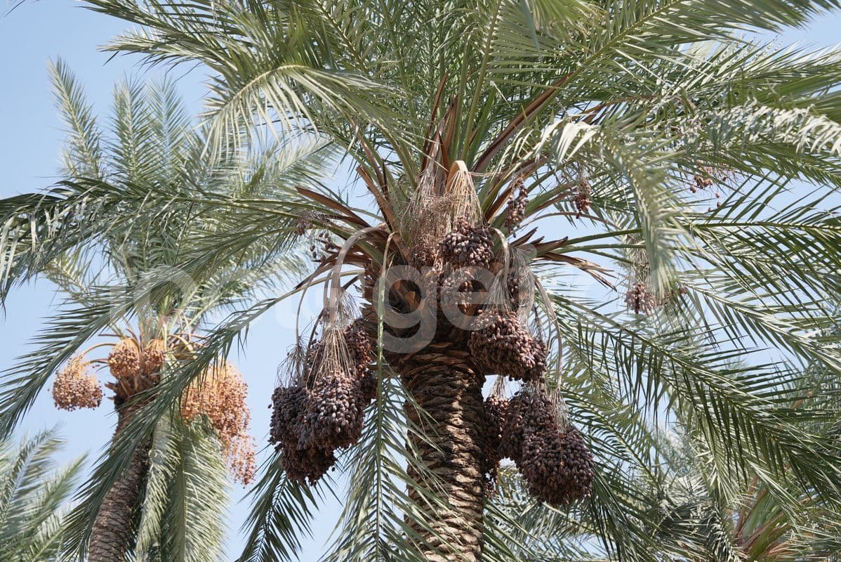 تمر عراقي , اشجار النخيل , النخيل العراقي