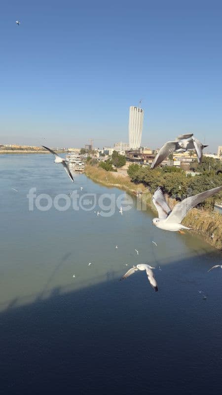 طيور النورس على جسر الجادرية