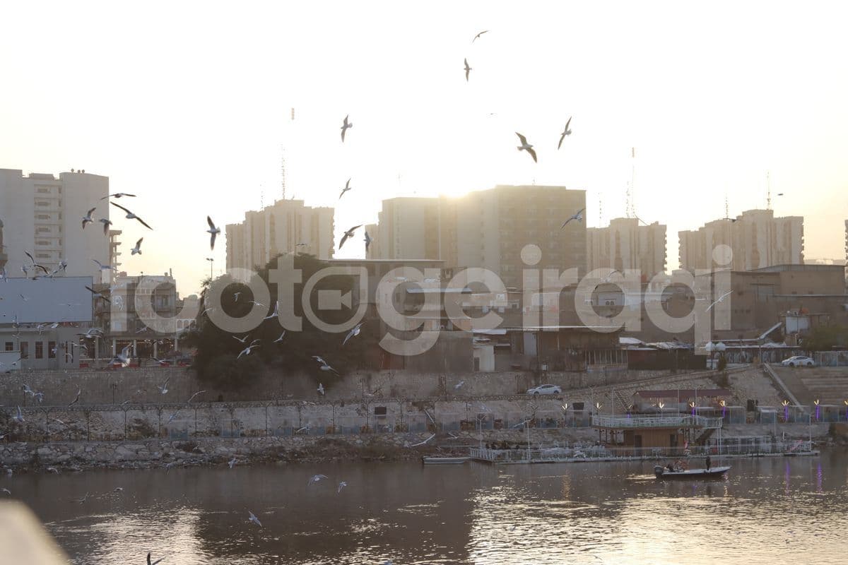 طيور النورس , جسر الشهداء