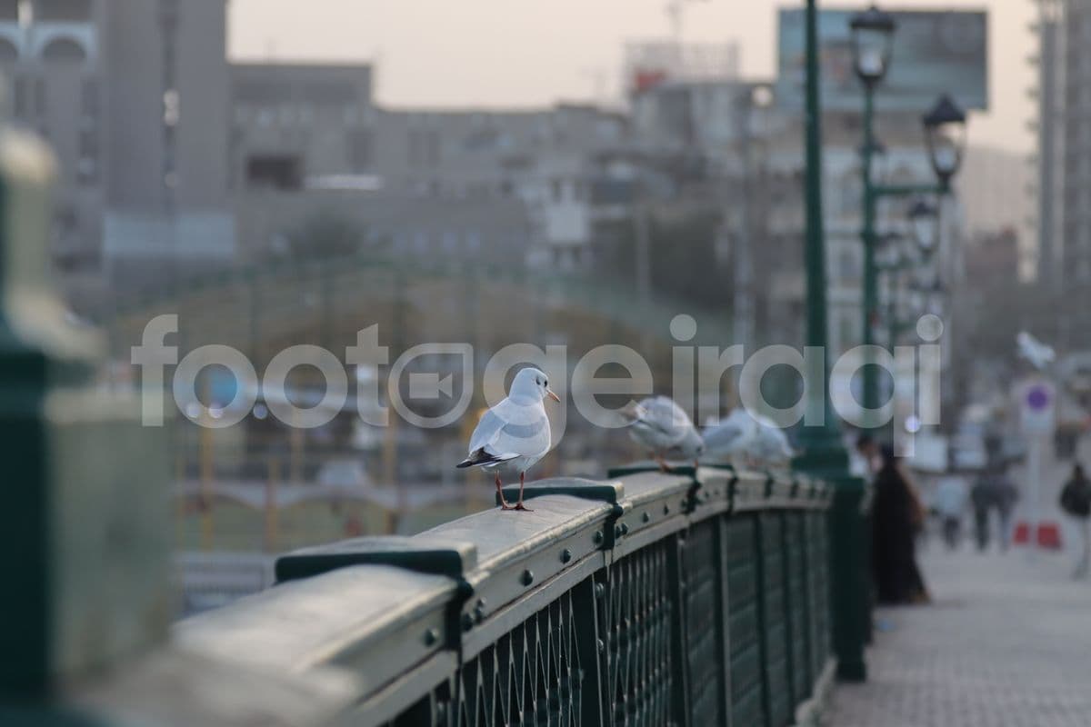 طيور النورس , جسر الشهداء