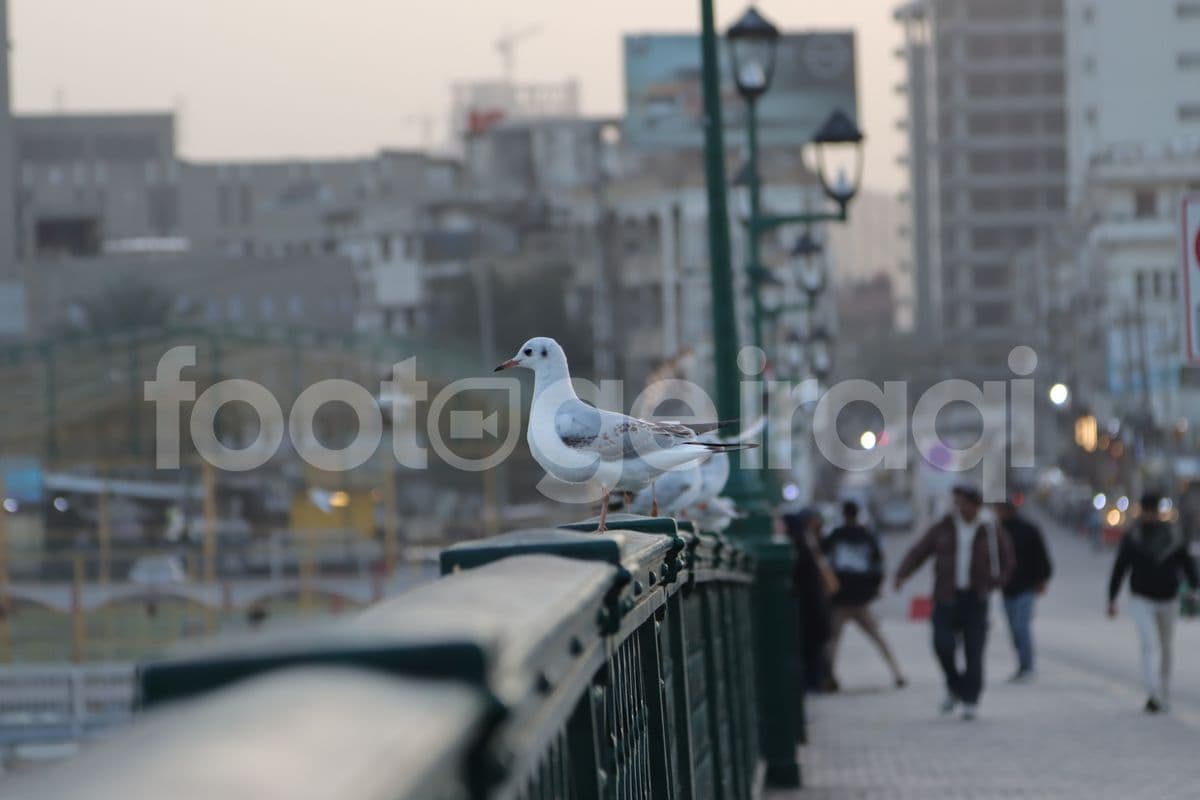 طير النورس , جسر الشهداء