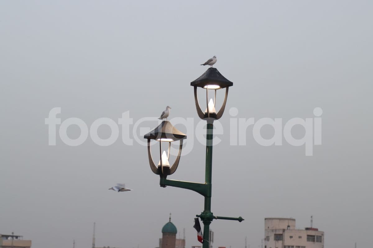 جسر الشهداء , طائر النورس