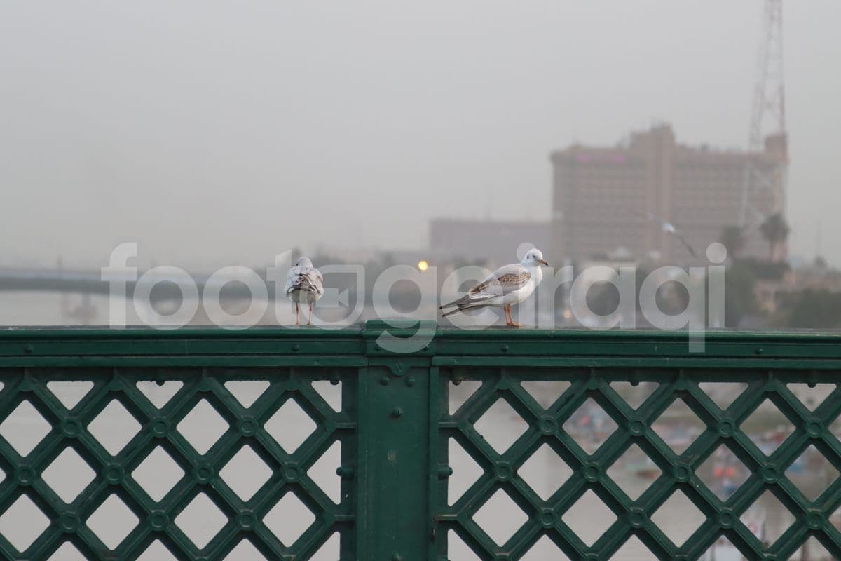 طيور النورس , بغداد 