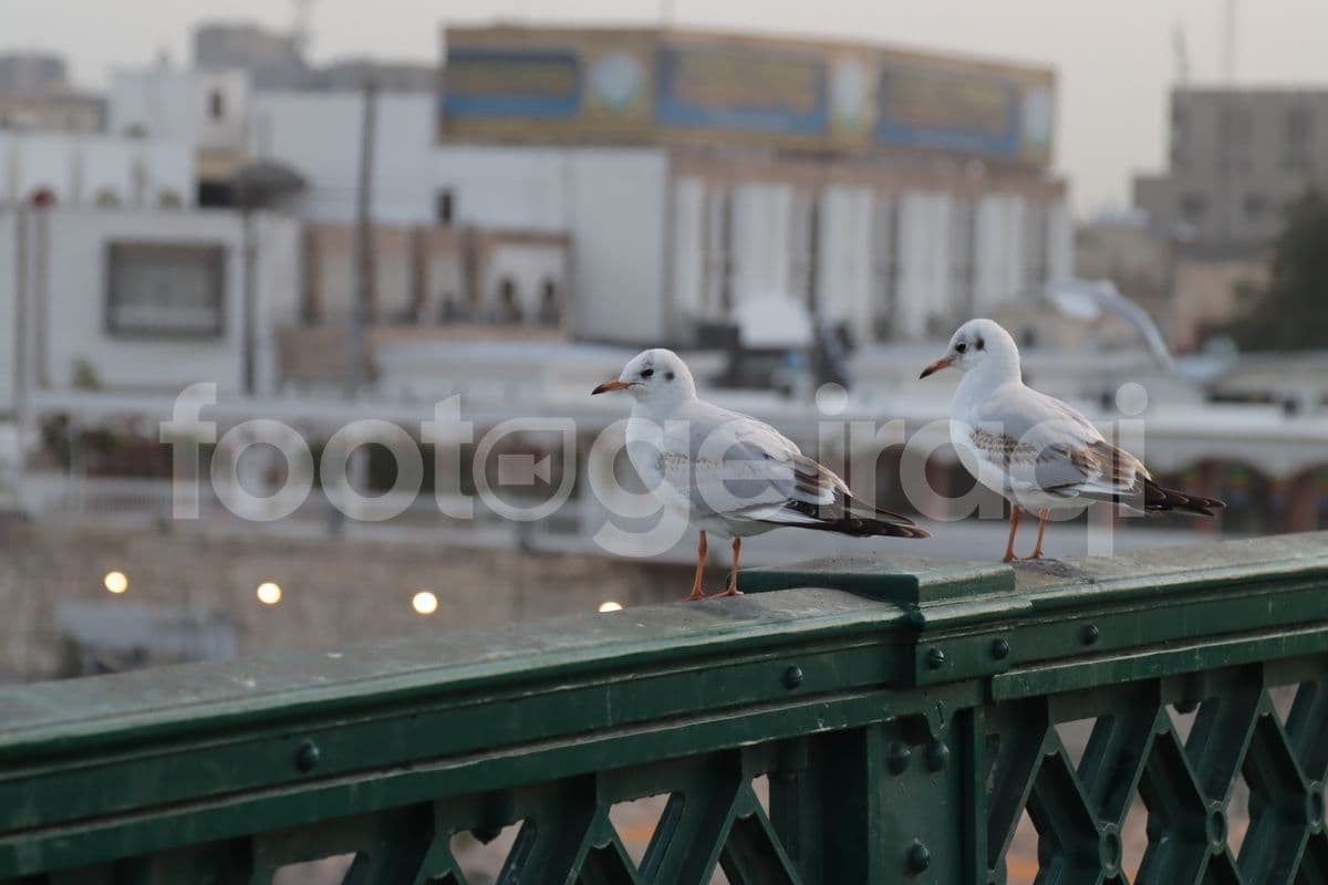 طائر النورس 