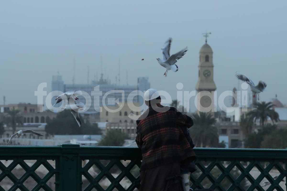 النوارس , بغداد