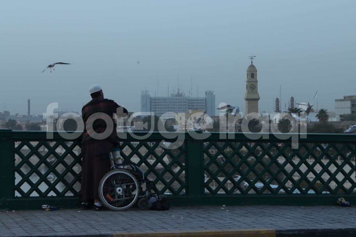 طيور النورس ,بغداد , جسر الشهداء